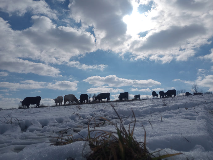 Using hay to import fertility and feed the pastures